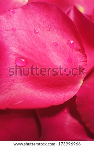 pink rose petals isolated