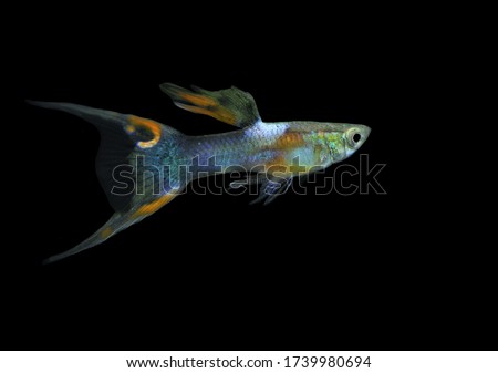 The beautiful wild hybrid guppy (Endler sword tail guppy, Endlers, Poecilia wingei) on isolated black background.