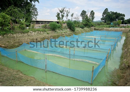 this pic show the fish cage cultured in pond, it is made from polyester nets for rearing and nursing a economics fish at aquaculture farm Thailand