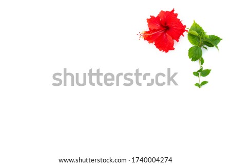 white background with red hibiscus