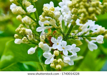 white tree flowers close-up blure background
