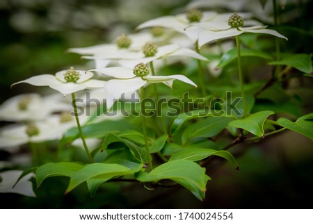 Side view of the blooms of a Kousa Dogwood. Crowder Park of Wake County, North Carolina.