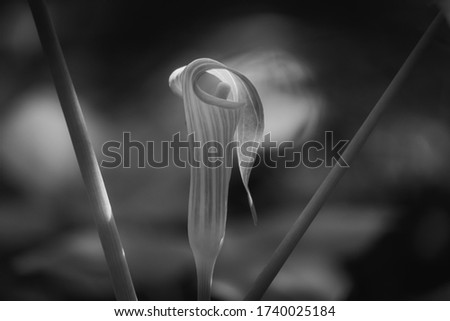 Black and white of a Jack-in-the-pulpit in a forest in Wake County, North Carolina. Stage of spring.