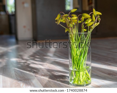 picture with yellow wild tulips in a glass vase, yellow petal fragments on a blurred background
