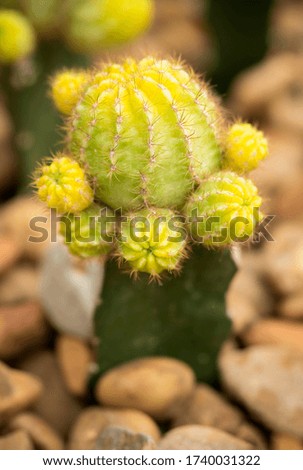 A group of yellow succulent cactus in garden stones. Beautiful cactus with an oval shape and small sharp spines for room decor. (Gymnocalycium Mihanovichii)