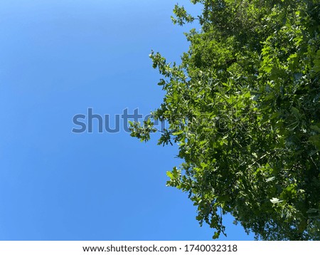 Green leaves on a tree against blue sky background. This is oak leaf.