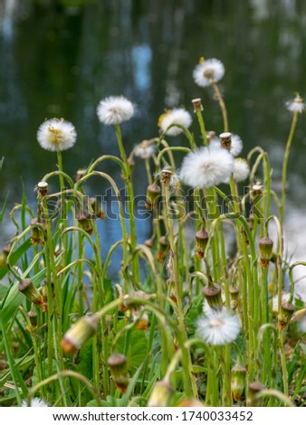 picture with fluffy heads of blooming coltsfoot flowers