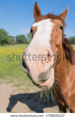on a sunny morning there is a horse in the pasture