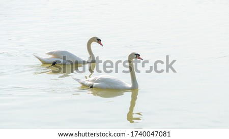 White swan swimming in a lake.