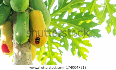 Papaya fruit was eaten by an animal.