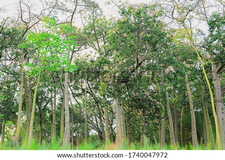 Beautiful panorama of a summer forest of bottle trees, crown and rests against the sky, in the foreground out of focus green grass.Exotic forest. Photo from bottom to top. 