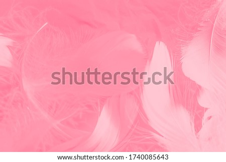 Beautiful abstract white and pink feathers on white background and soft white feather texture on pink pattern and pink background, feather graphics, pink banners