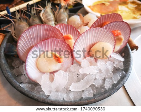 Fresh juicy yummy delicious uncooked raw scallops in shell on ice seafood at Japanese restaurant. 