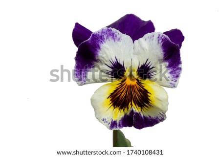 Close-up of pansies on a white background.