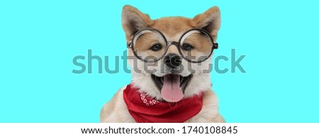 cute Akita Inu dog sticking out his tongue at camera, wearing a red bandana and eyeglasses on blue background