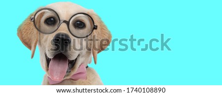 nerdy cute Labrador Retriever dog wearing pink bow tie with eyeglasses, sticking out tongue on blue background