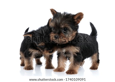 adorable couple of two yorkshire terrier cuddling and standing isolated on white background