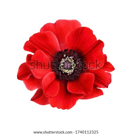 Red anemone flower isolated on white background. Flat lay. Top view. Royalty-Free Stock Photo #1740112325