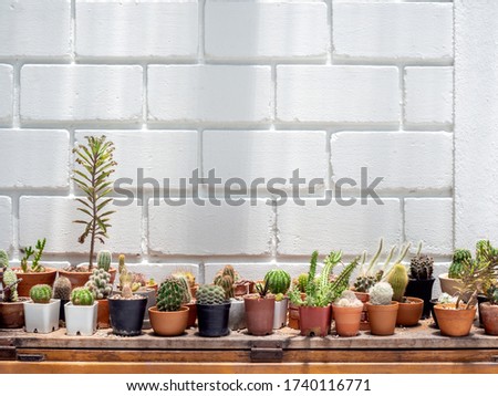 Various green cactus plants in pots on wooden table on white brick wall background with copy space.