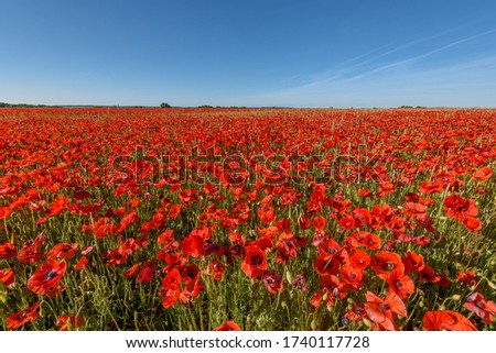 Red poppy on a meadow, abundance wild flower background with copy space, selected focus, narrow depth of field.