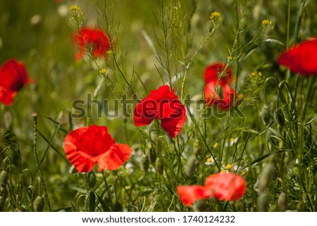 red poppy in the meadow
