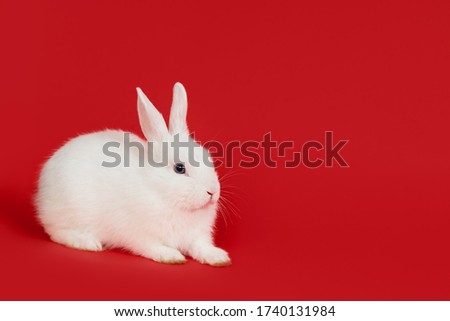 Christmas and New Year white fluffy rabbit on red background