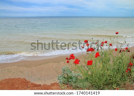 Photograph taken on the black sea. The picture shows wild poppies on a deserted seashore.