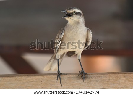 Chalk-browed Mockingbird (Mimus saturninus) sitting on a fence