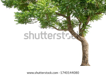 Tall trees isolated on white background Royalty-Free Stock Photo #1740144080