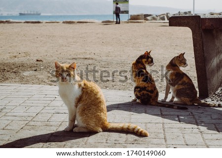 Three cats on beach, one looking at me, two other at something opposite. 