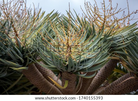 Fruit and berries of the Dragon Tree, also know as dracaena draco  Royalty-Free Stock Photo #1740155393