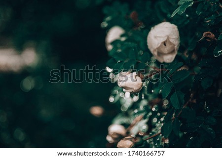 White wild rose in drops. Bushes of flowers after the rain. Beautiful bokeh background.