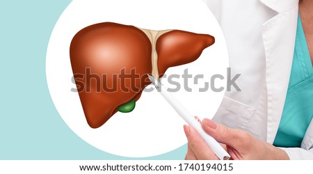 Liver, disease and liver treatment. Diagnosis of diseases, the doctor indicates a picture of the liver, hepatitis, cirrhosis, cholecystitis