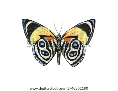 Colorful butterfly wings beauty summer insect