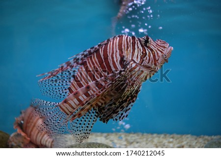 Lionfishes swimming in an aquarium