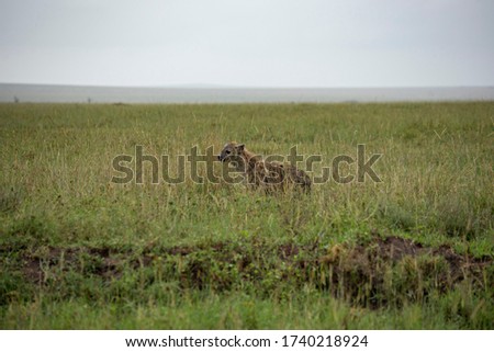 Wild African hyena hiding in the grass in African Savannah, Serengeti, Tanzania