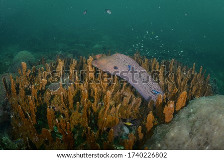 moray eel coral reef thailand