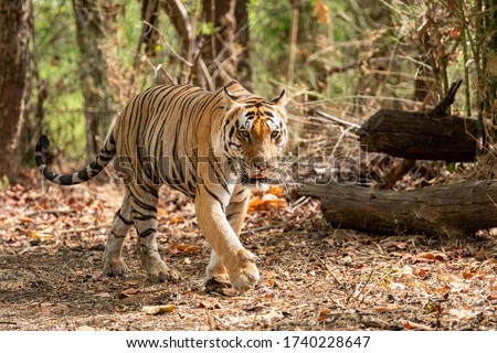 Wild Male tiger walking in forest for territory marking at kanha national park or tiger reserve, madhya pradesh, india - panthera tigris
