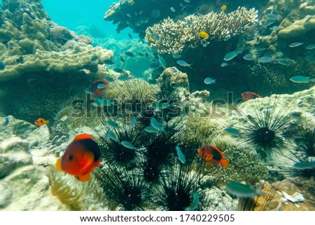 Sea urchins under the sea in Myanmar