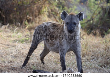 Wild hyena safari South Africa