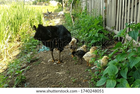 hens with chicks foraging on the edge of rice fields