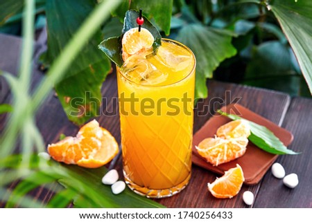 A glass of tangerine lemonade in summer greenery on the dark wooden background, sparkling tangerine lemonade with cubes ice on a wooden table top, summer drinks 