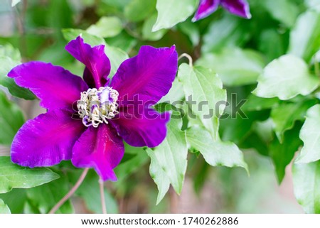 beautiful lilac flower with a beetle on a green background