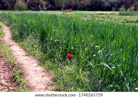 Agricultural field, Draa-Tafilalet region, Morocco