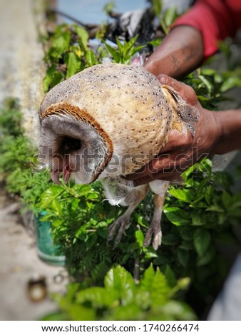 A guy catch owl in his hand.A close up of A indian auspicious owl.its is also know lokkhi pecha ullo in india.It was rescue day time while some crow attack on its