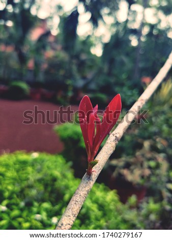 picture of a plant with red leaves