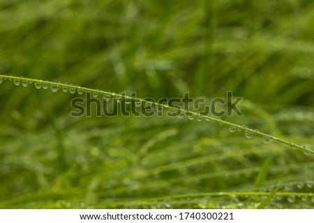 Beautiful drops of transparent rainwater on grass.Raindrops texture in nature.Fresh natural background.Green nature after the rain.Outdoors in spring.Close up grass selective focus.Website banner