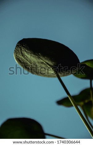 Chinese money plant leaves with sunset