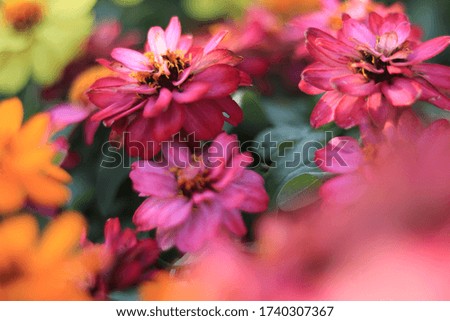 flower , colorful , background , out of focus scenery of flowers For background image of blurry with space for text.