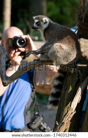 An unrecognizable tourist taking a picture of a ring tailed lemur at the zoo. He has an additional camera at the hip.